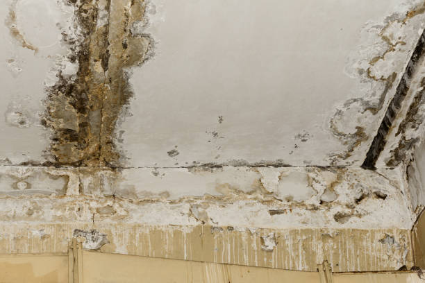 Best Emergency Mold Remediation  in Bridgeport, OH