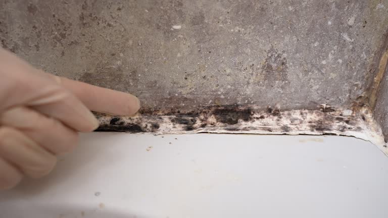 Best Mold Prevention Services  in Bridgeport, OH