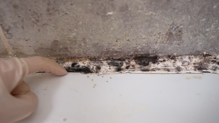 Professional Mold Inspection, Removal & Remediation in Bridgeport, OH